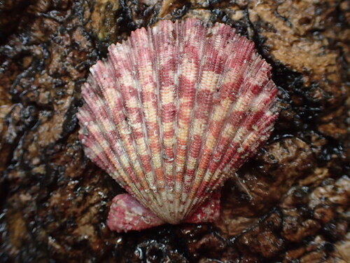 Gloripallium pallium observed 2026-06-12
