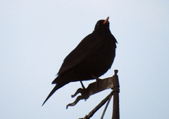 Turdus merula