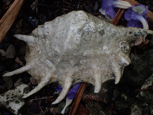 Giant spider conch
