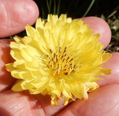 Pyrrhopappus pauciflorus