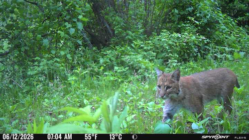 Bobcat