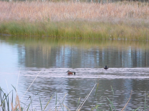 Australasian Shoveler