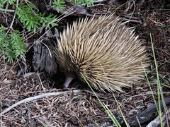 Tachyglossus aculeatus multiaculeatus