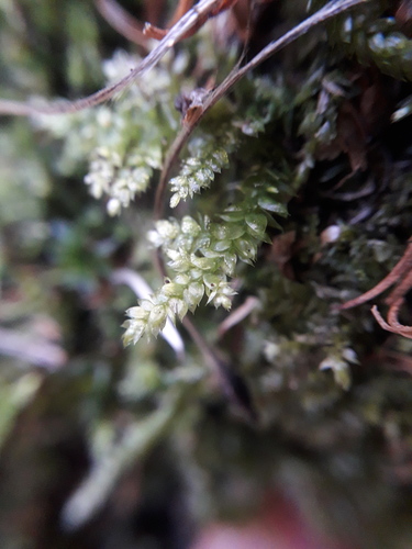 Rhynchostegium tenuifolium observed 2026-06-13