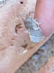 Malacosoma californica
