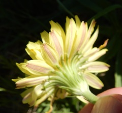 Pyrrhopappus pauciflorus