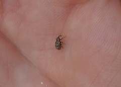 Conotrachelus recessus