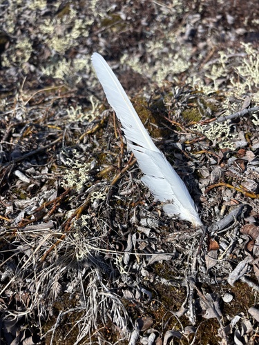 Plume de Lagopède alpin