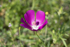 Callirhoe involucrata