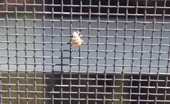 Conotrachelus recessus