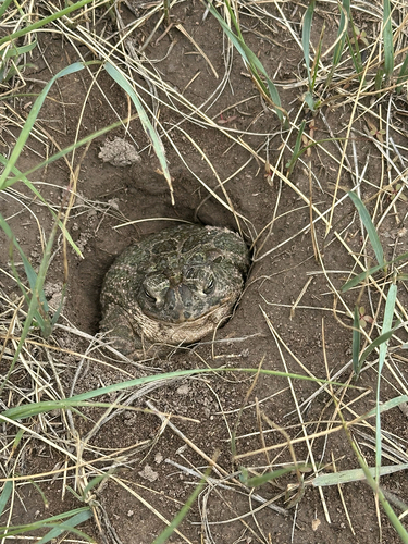 Great Plains Toad