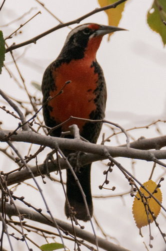 Long-tailed Meadowlark