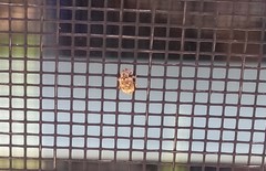 Conotrachelus recessus