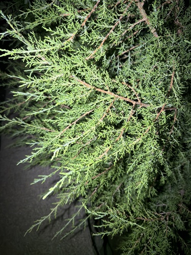 redberry juniper