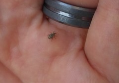 Conotrachelus recessus