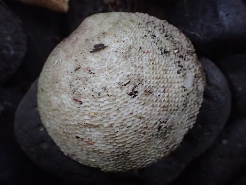 Scutarcopagia scobinata observed 2026-06-12