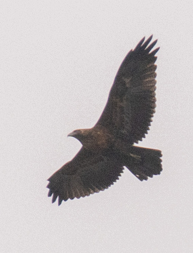 Black-chested Buzzard-Eagle