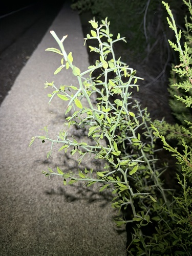 lotebush
