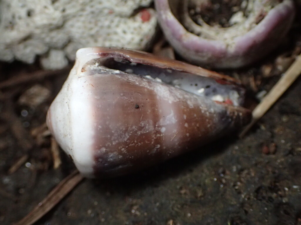 Livid cone