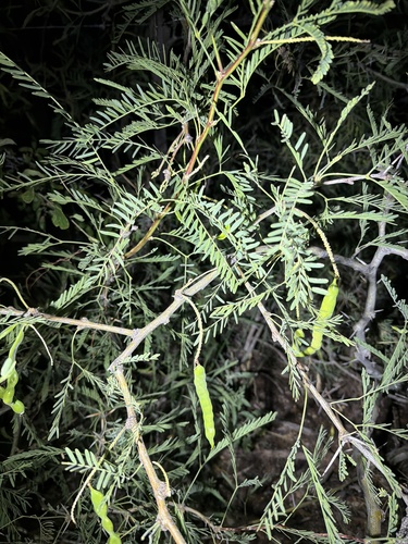 western honey mesquite