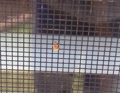 Conotrachelus recessus