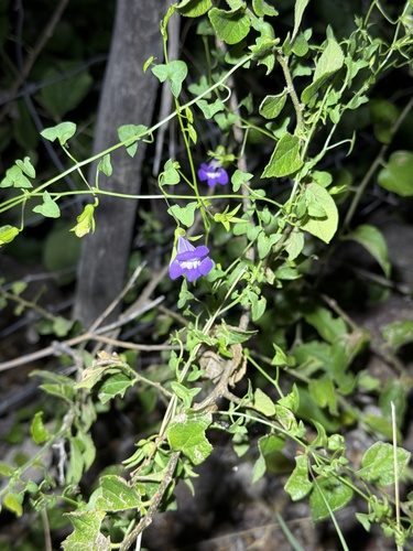 Snapdragon Vine