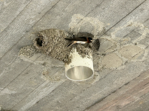 Cliff Swallow