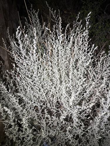 Silver Wormwood