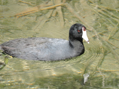 American Coot