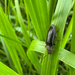 Stebėjimo nuotrauka