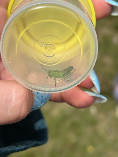 Two-striped Grasshopper