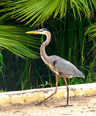 Ardea herodias