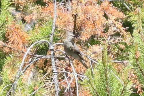Myadestes townsendi