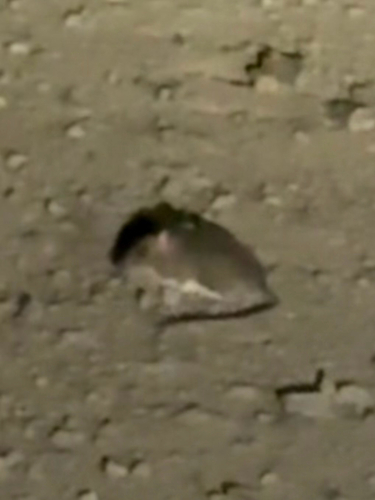 Gambel's Deer Mouse
