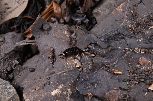 Ring-legged Earwig