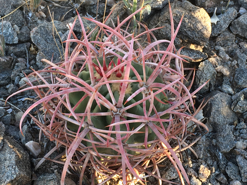 Cottontop Cactus