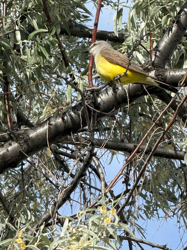 Western Kingbird