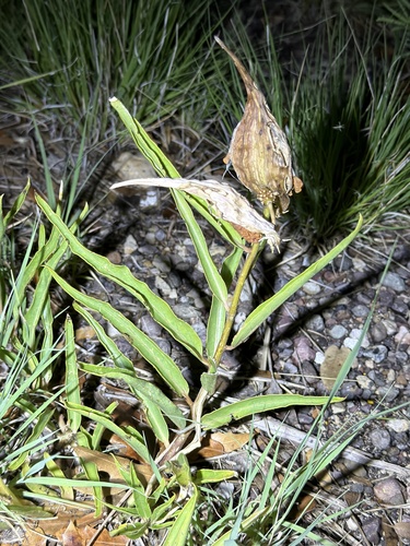 Antelopehorn Milkweed