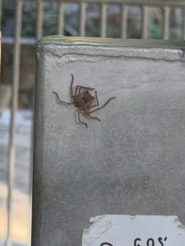 Olios argelasius