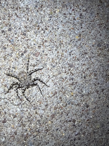Selenops actophilus