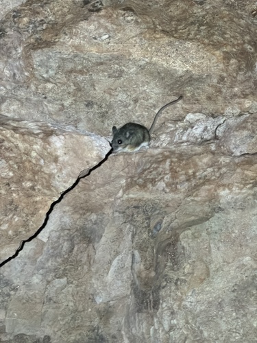 Cactus Deermouse