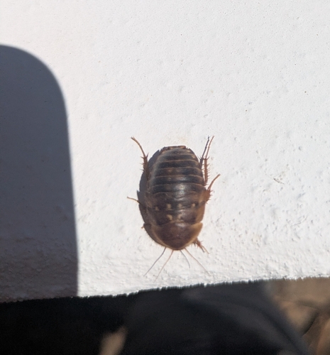Egyptian Cockroach