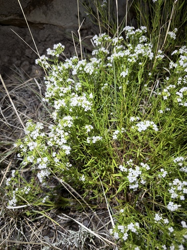 diamond-flowers