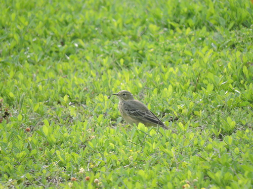 American Pipit