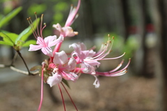 Rhododendron flammeum