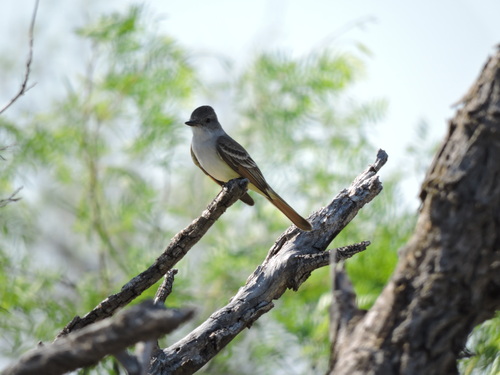 Ash-throated Flycatcher