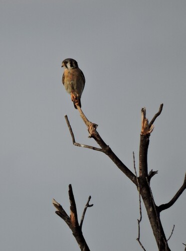 American Kestrel