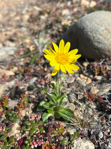 Snow Arnica