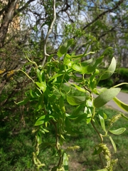 Salix babylonica tortuosa