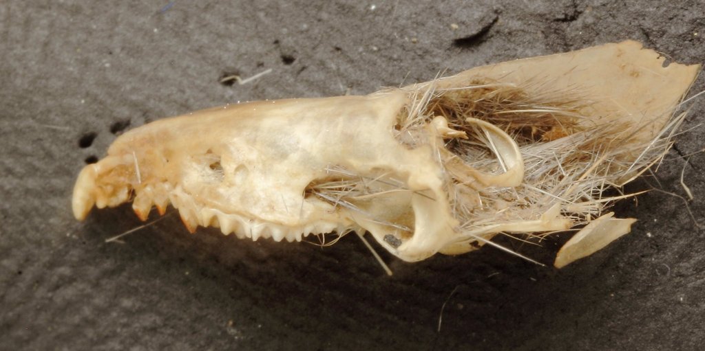 Villa's Grey Shrew